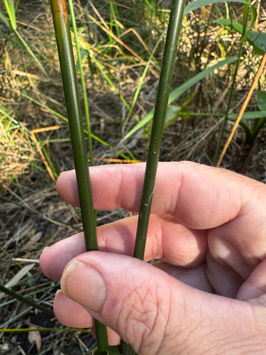 Machaerina articulata observed 2026-09-30