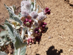 Asclepias californica californica