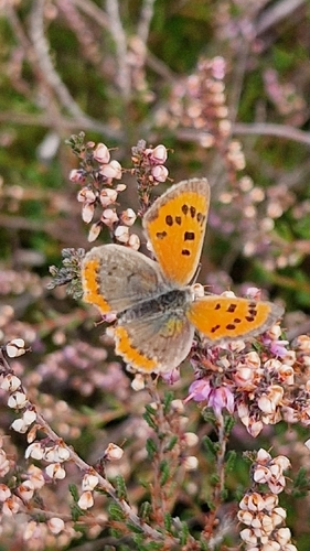 Small Copper