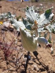 Asclepias californica californica