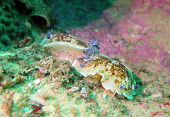 Aphelodoris varia