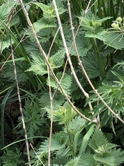 Urtica dioica dioica