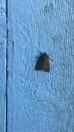 Brindled Ochre