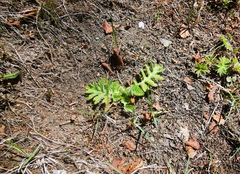 Cirsium kamtschaticum