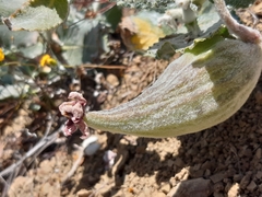 Asclepias californica californica