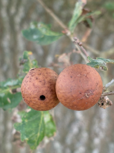 Oak Marble Gall Wasp