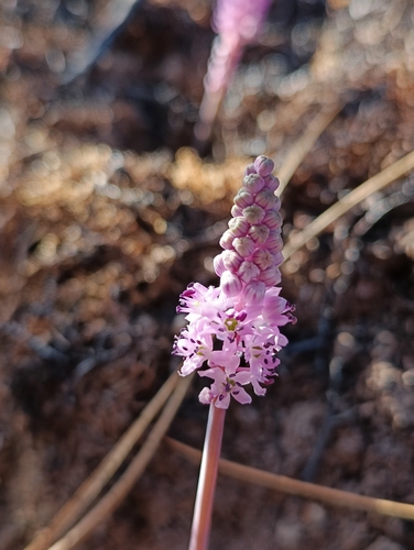 Barnardia numidica