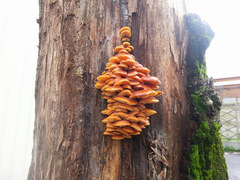 Flammulina velutipes