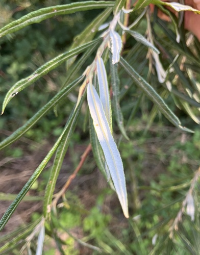 Bitter Willow