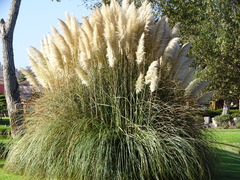 Cortaderia