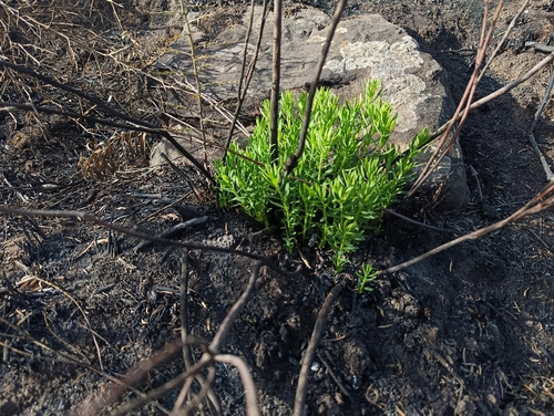 Flax-leaved Daphne