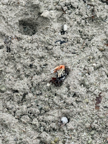 Gelasimus tetragonon observed 2026-09-30