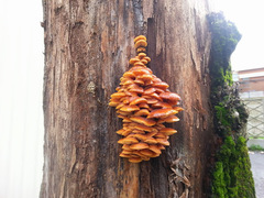 Flammulina velutipes
