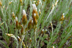 Rhodanthe corymbiflora