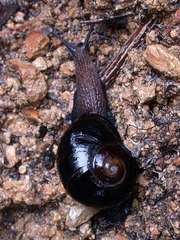 Victaphanta compacta