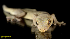 Gekko japonicus