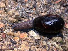 Victaphanta compacta