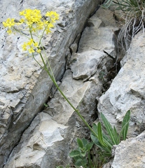 Biscutella laevigata