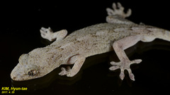 Gekko japonicus