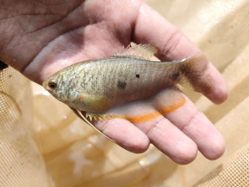 Three Spot Gourami