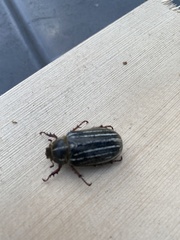 Polyphylla morroensis