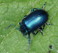 Oreina cacaliae