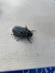 Polyphylla morroensis