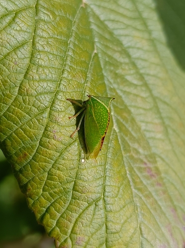Buffalo Treehopper