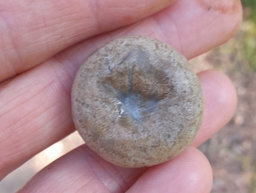 carrot milkcap