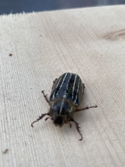 Polyphylla morroensis