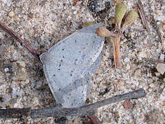 Taxeotis reserata