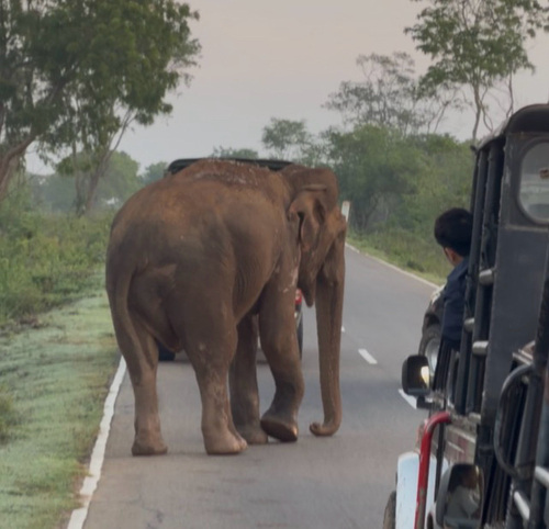 Sri Lankan Elephant