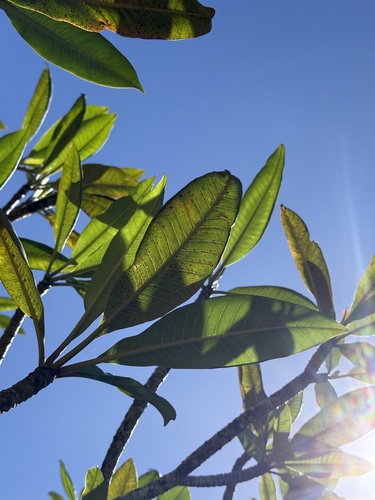 Plumeria observed 2026-09-21