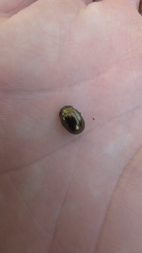 Rosemary Beetle