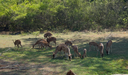 Sri Lankan Spotted Deer