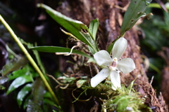 Stenia bismarckii