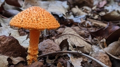 Agaricus trisulphuratus