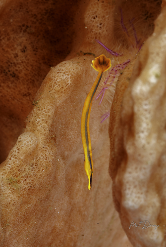 Doryrhamphus excisus observed 2026-08-11