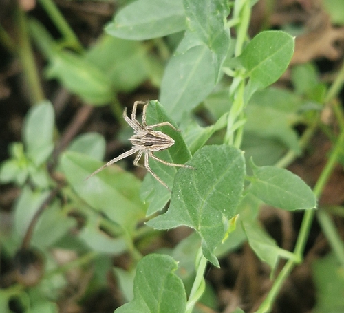 European Nursery Web spider