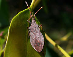 Amorbini