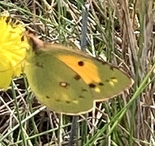 Clouded Yellow
