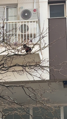 Red-breasted Toucan