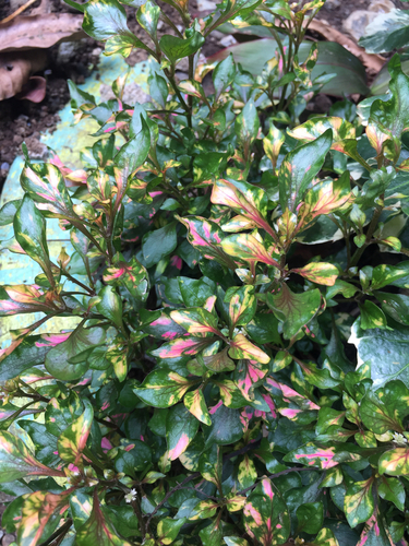 Alternanthera bettzickiana observed 2026-09-30