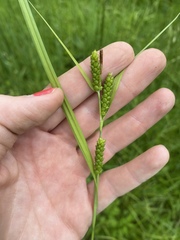 Carex granularis