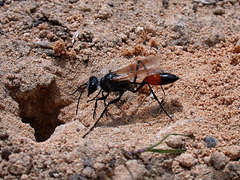 Podalonia tydei suspiciosa