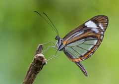 Dismorphia theucharila fortunata