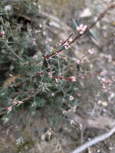 Brachyloma depressum, 2026-09-24
