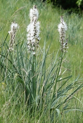 Asphodelus macrocarpus