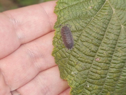 Common Rough Woodlouse