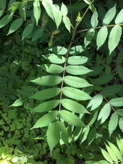 Rhus × borealis